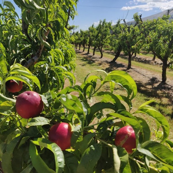 Cedar Creek Orchard - Weekday Fruit Picking (Mon, Weds & Fri)
